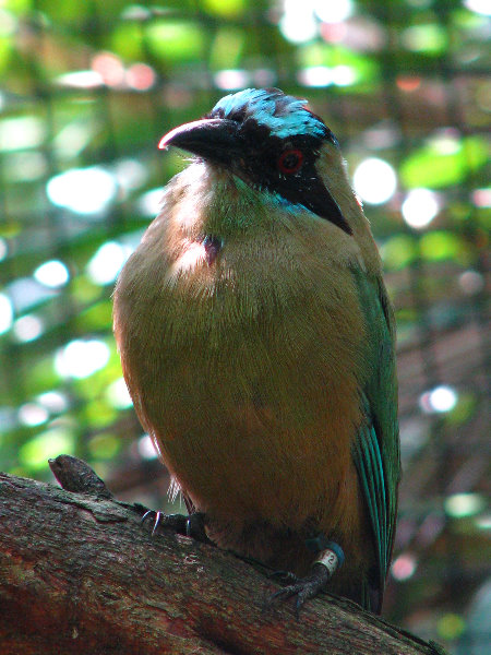 Lowry-Park-Zoo-Tampa-FL-204