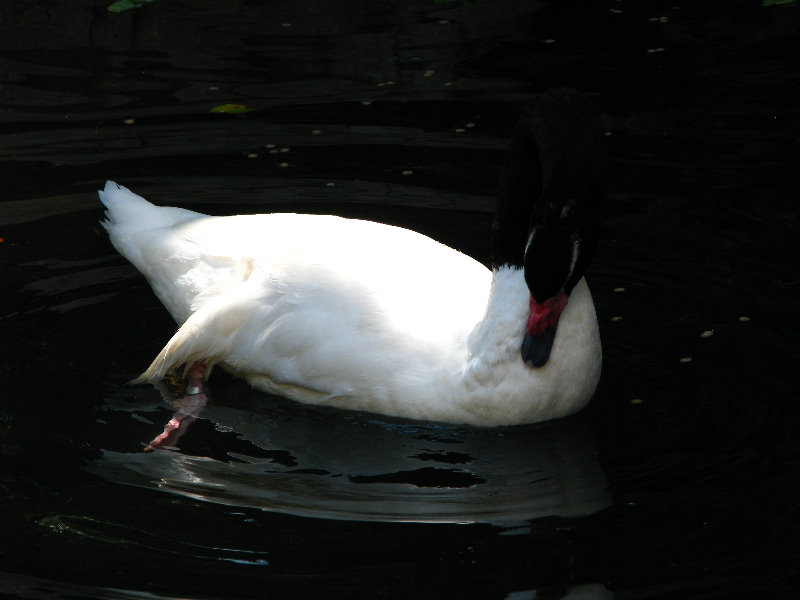 Lowry-Park-Zoo-Tampa-FL-205