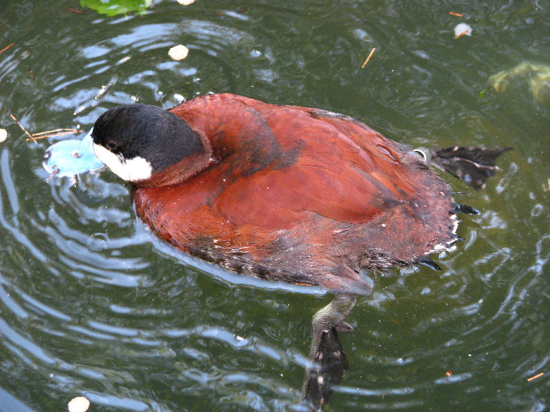 Lowry-Park-Zoo-Tampa-FL-207