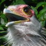 Lowry Park Zoo - Tampa, FL