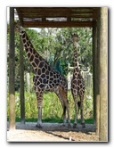Lowry-Park-Zoo-Tampa-FL-089