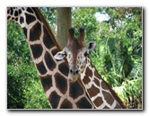 Lowry-Park-Zoo-Tampa-FL-090