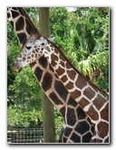 Lowry-Park-Zoo-Tampa-FL-091