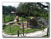 Lowry-Park-Zoo-Tampa-FL-102