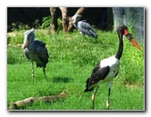 Lowry-Park-Zoo-Tampa-FL-109