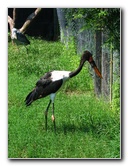 Lowry-Park-Zoo-Tampa-FL-110