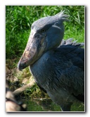 Lowry-Park-Zoo-Tampa-FL-111