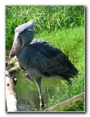 Lowry-Park-Zoo-Tampa-FL-112