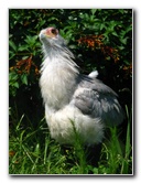 Lowry-Park-Zoo-Tampa-FL-113