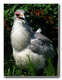 Lowry-Park-Zoo-Tampa-FL-114