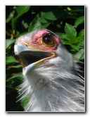 Lowry-Park-Zoo-Tampa-FL-115