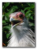 Lowry-Park-Zoo-Tampa-FL-116