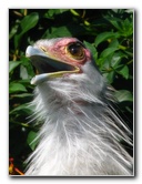 Lowry-Park-Zoo-Tampa-FL-117