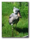 Lowry-Park-Zoo-Tampa-FL-118