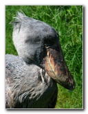 Lowry-Park-Zoo-Tampa-FL-119