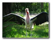 Lowry-Park-Zoo-Tampa-FL-122