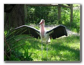 Lowry-Park-Zoo-Tampa-FL-123