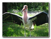 Lowry-Park-Zoo-Tampa-FL-124