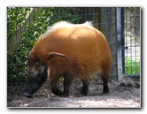 Lowry-Park-Zoo-Tampa-FL-126