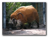 Lowry-Park-Zoo-Tampa-FL-127