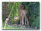 Lowry-Park-Zoo-Tampa-FL-129