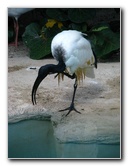 Lowry-Park-Zoo-Tampa-FL-130