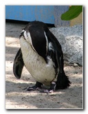 Lowry-Park-Zoo-Tampa-FL-132