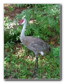 Lowry-Park-Zoo-Tampa-FL-134