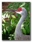 Lowry-Park-Zoo-Tampa-FL-135