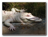 Lowry-Park-Zoo-Tampa-FL-141