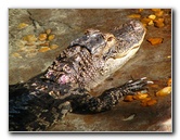 Lowry-Park-Zoo-Tampa-FL-142