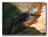 Lowry-Park-Zoo-Tampa-FL-143