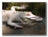 Lowry-Park-Zoo-Tampa-FL-144