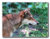 Lowry-Park-Zoo-Tampa-FL-146