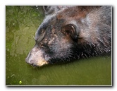 Lowry-Park-Zoo-Tampa-FL-149