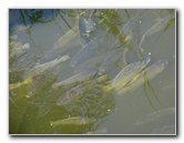 Lowry-Park-Zoo-Tampa-FL-150