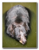 Lowry-Park-Zoo-Tampa-FL-151