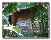 Lowry-Park-Zoo-Tampa-FL-152