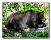 Lowry-Park-Zoo-Tampa-FL-153