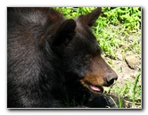 Lowry-Park-Zoo-Tampa-FL-154