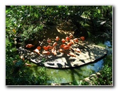 Lowry-Park-Zoo-Tampa-FL-155