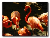 Lowry-Park-Zoo-Tampa-FL-156