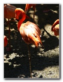 Lowry-Park-Zoo-Tampa-FL-157