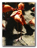 Lowry-Park-Zoo-Tampa-FL-158