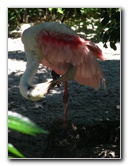 Lowry-Park-Zoo-Tampa-FL-161