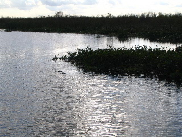 Florida-Everglades-Airboat-Tour-04