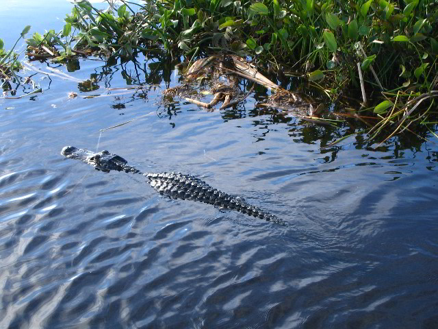 Florida-Everglades-Airboat-Tour-06