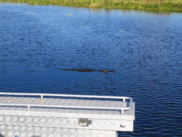 Florida-Everglades-Airboat-Tour-07