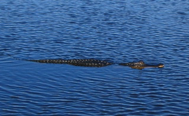 Florida-Everglades-Airboat-Tour-07a