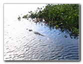 Florida-Everglades-Airboat-Tour-05